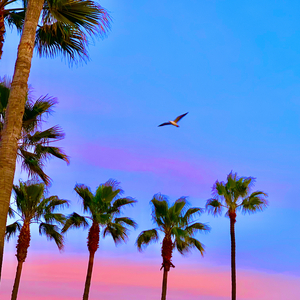 双女主炒菜真人
